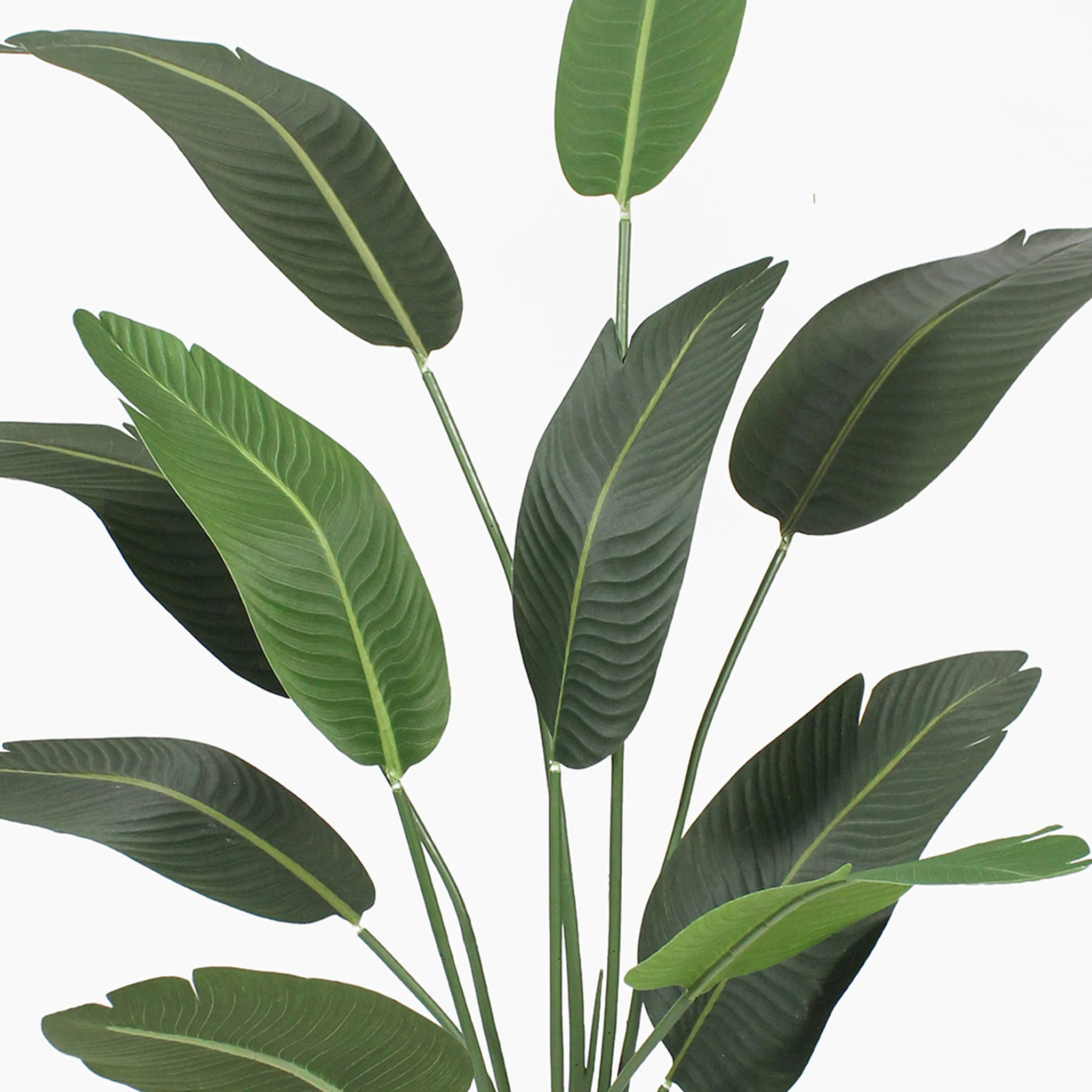 Strelitzia - Image 5