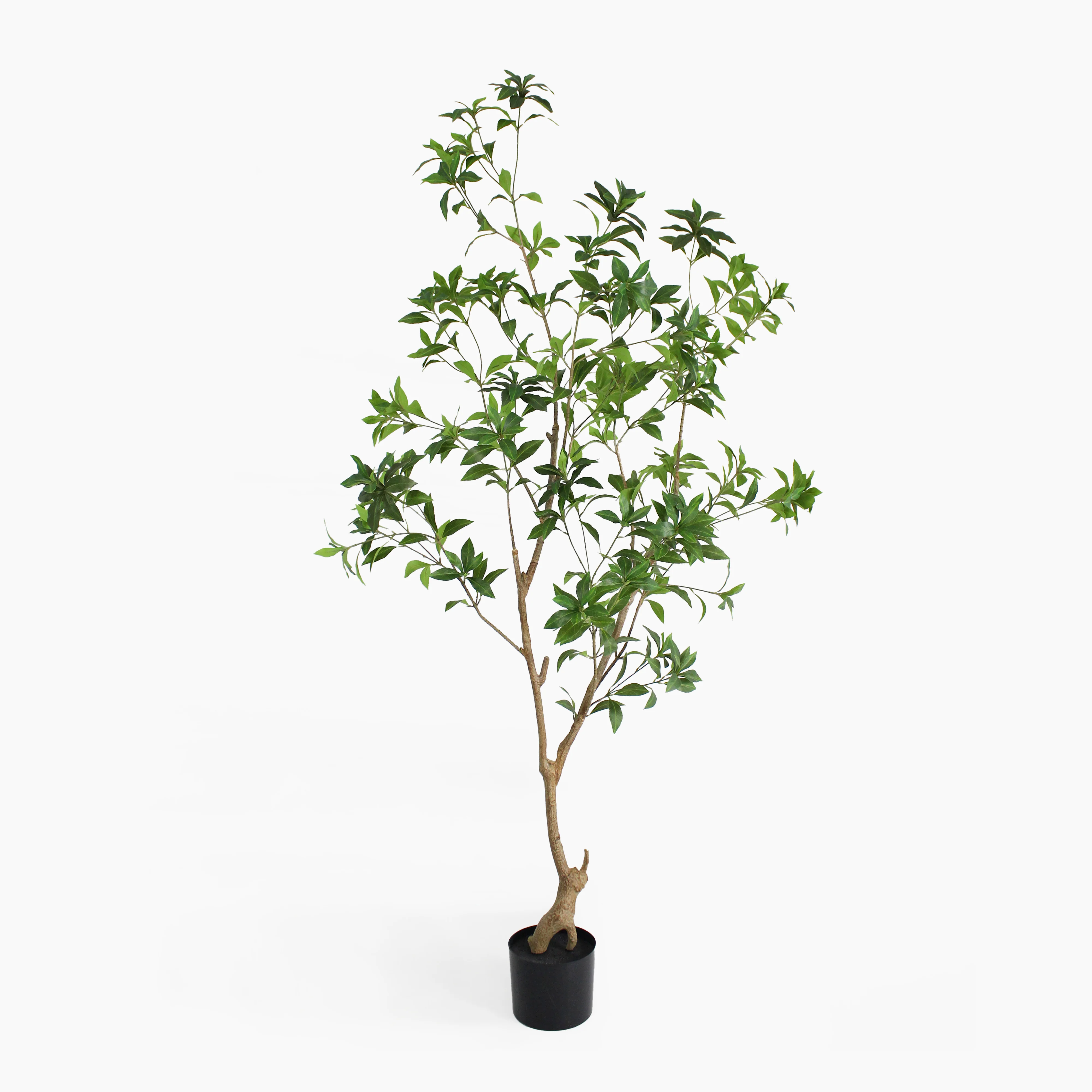 Tea leaf tree - Image 3