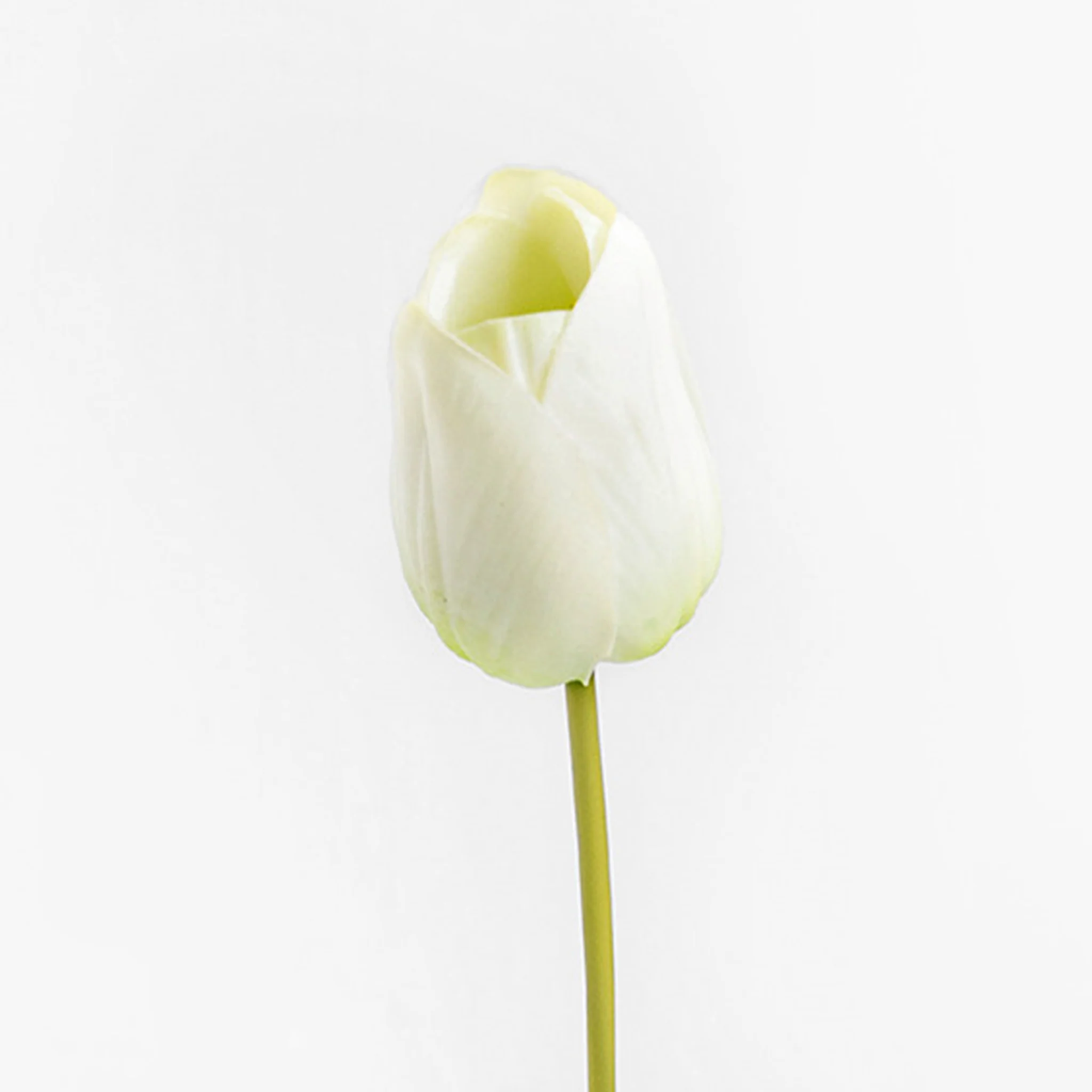 Tulip stem - Image 5