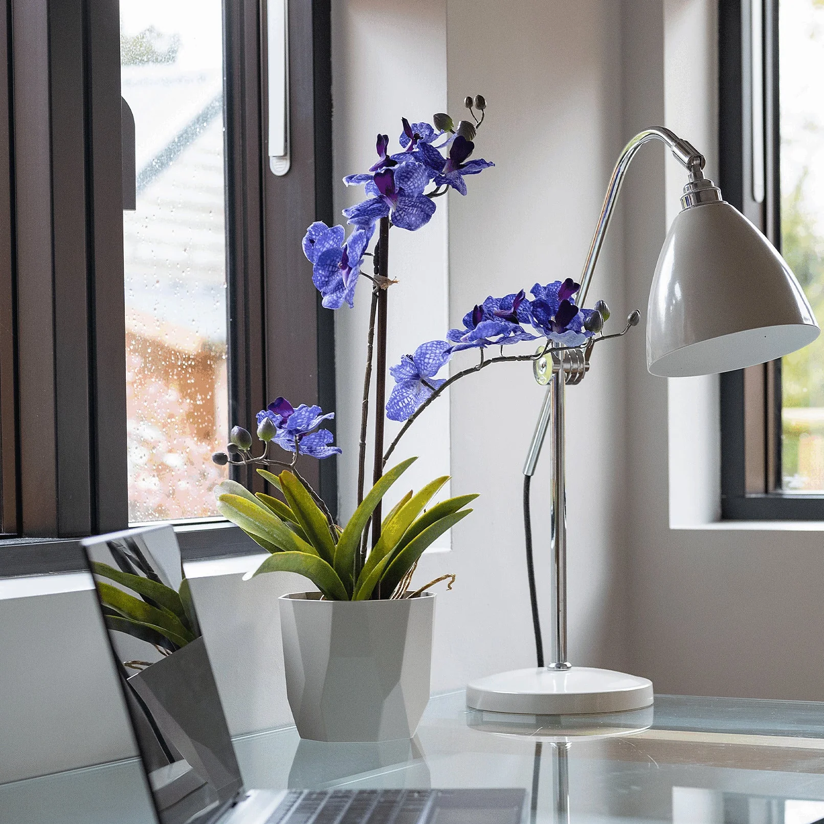 Vanda orchid - Image 6