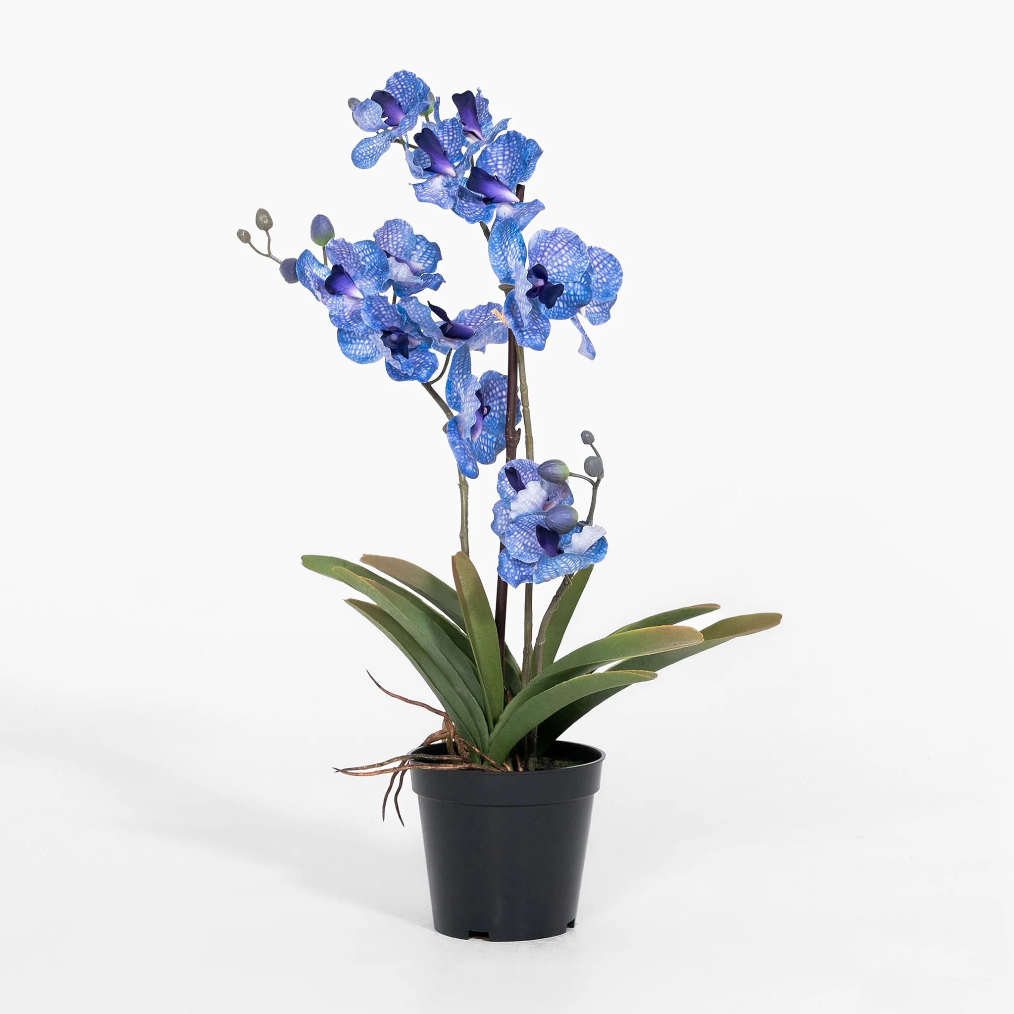 Vanda orchid - Image 7