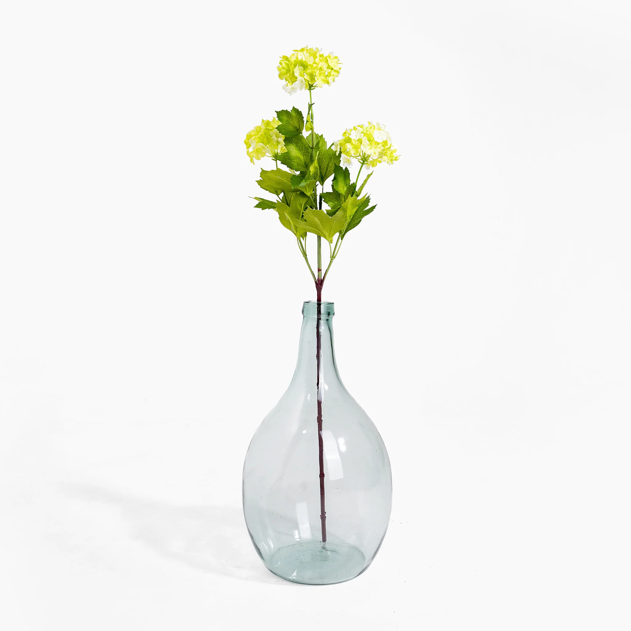 Viburnum stem