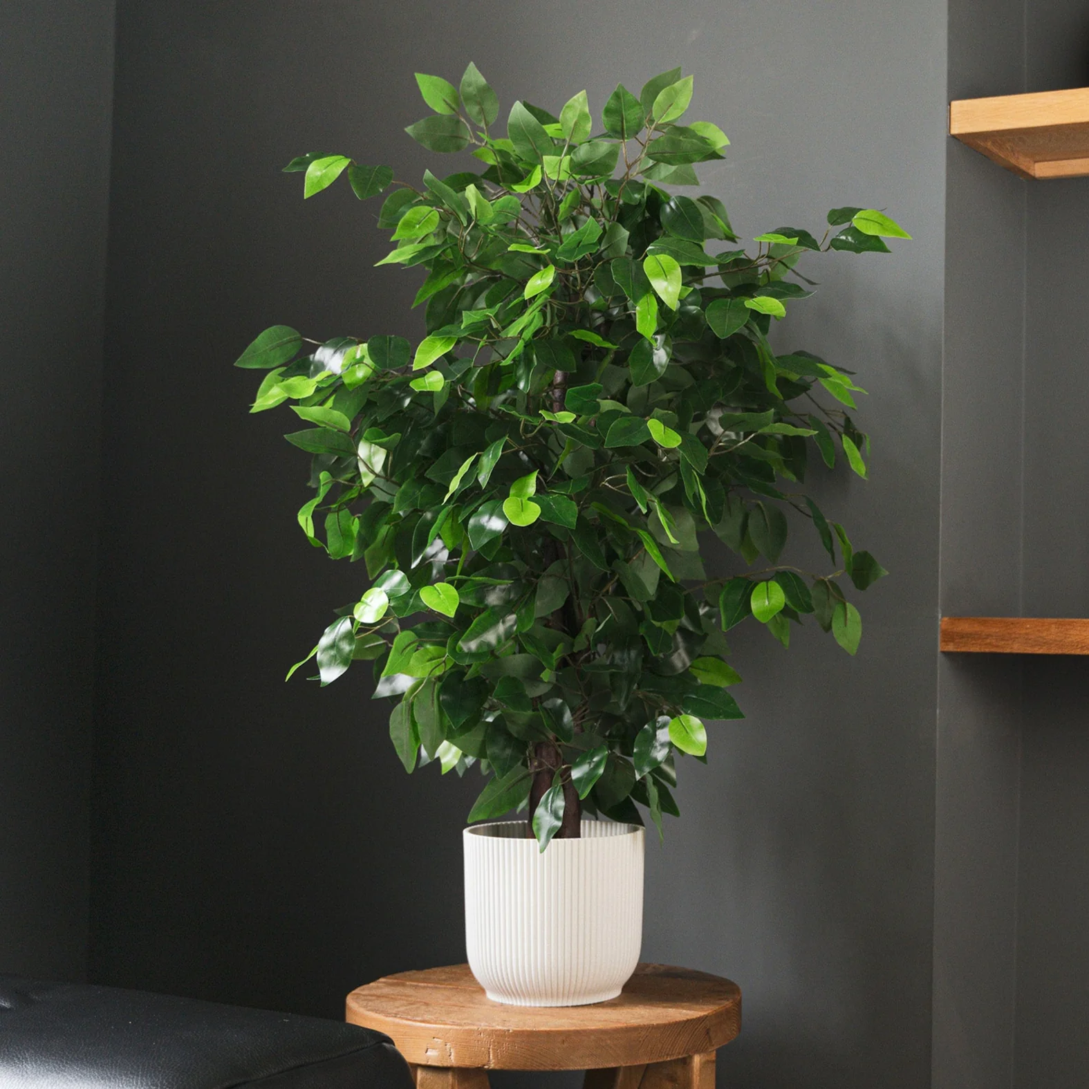 Weeping fig ficus - Image 3