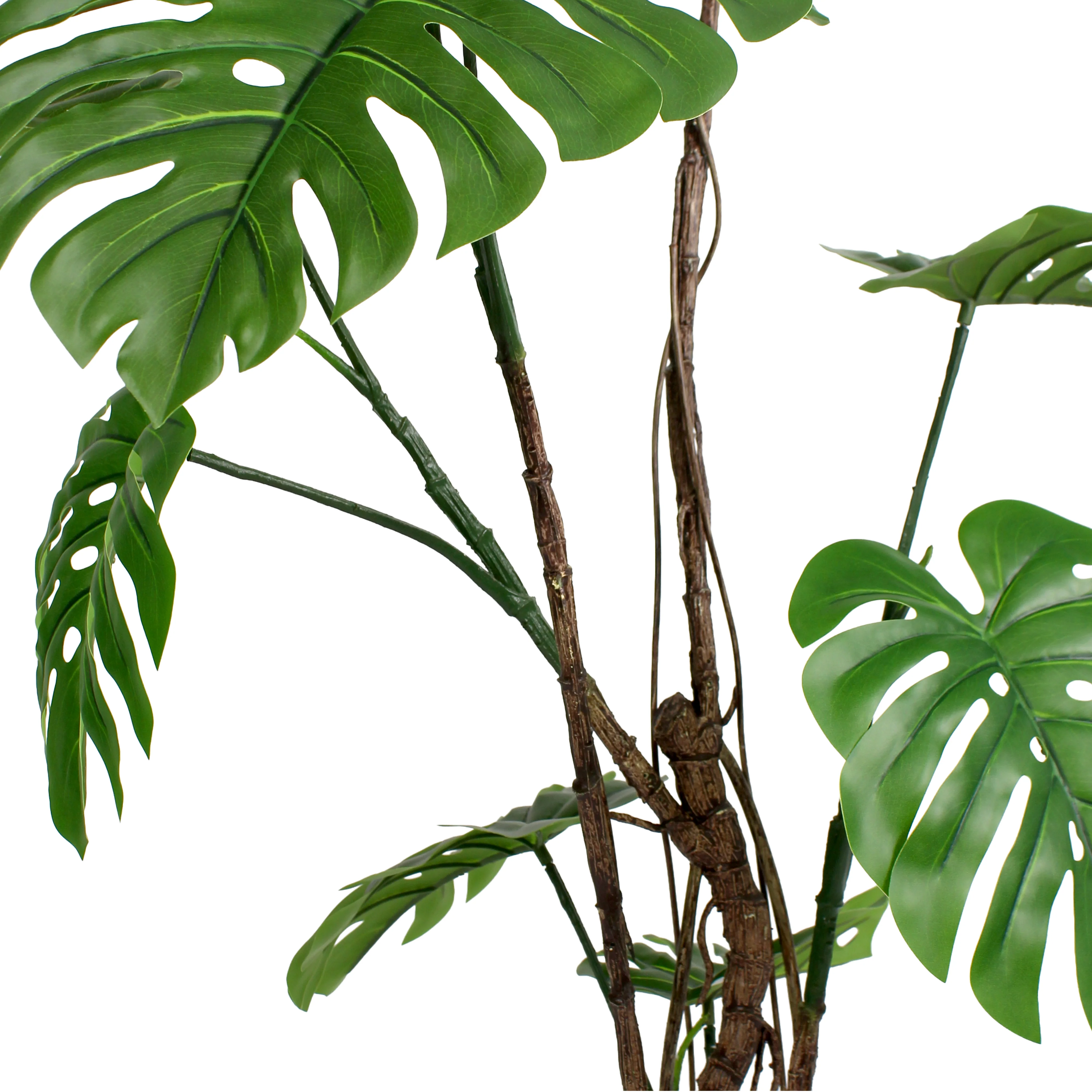 Wild monstera - Image 3