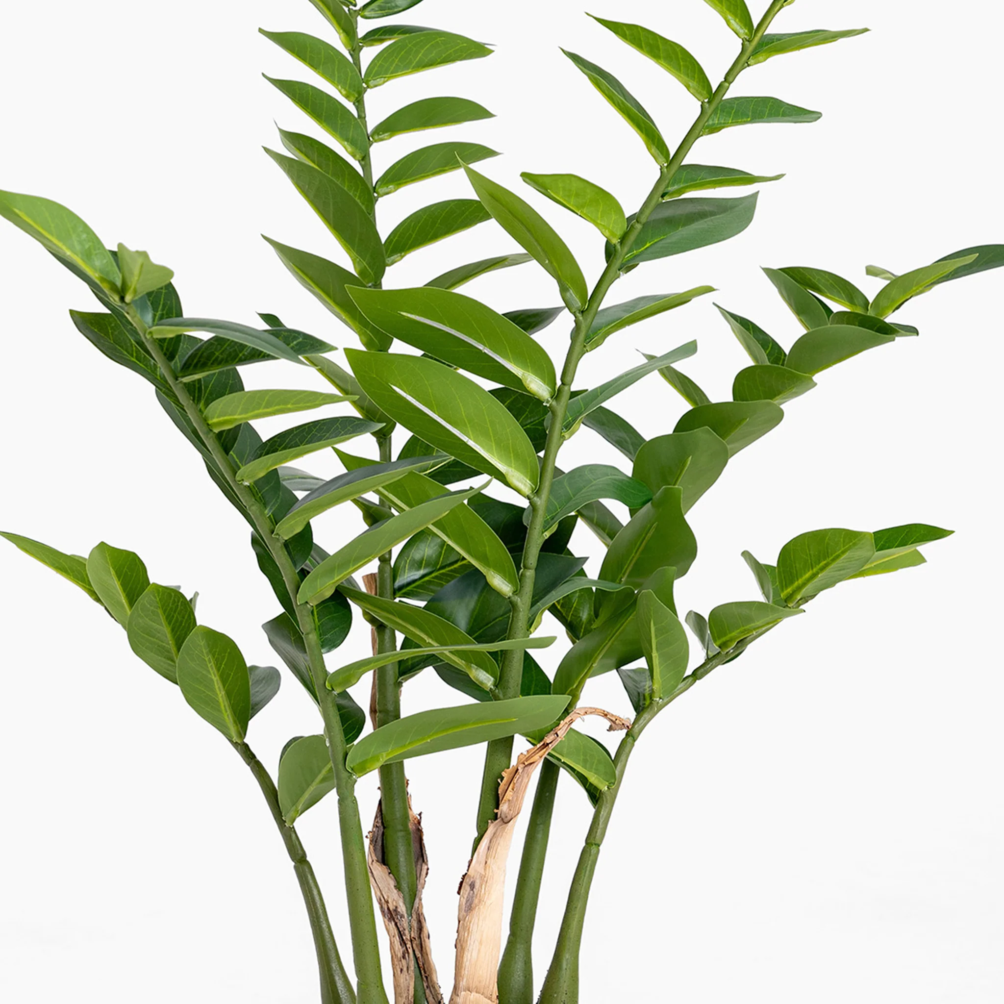 Zanzibar gem ZZ plant - Image 3