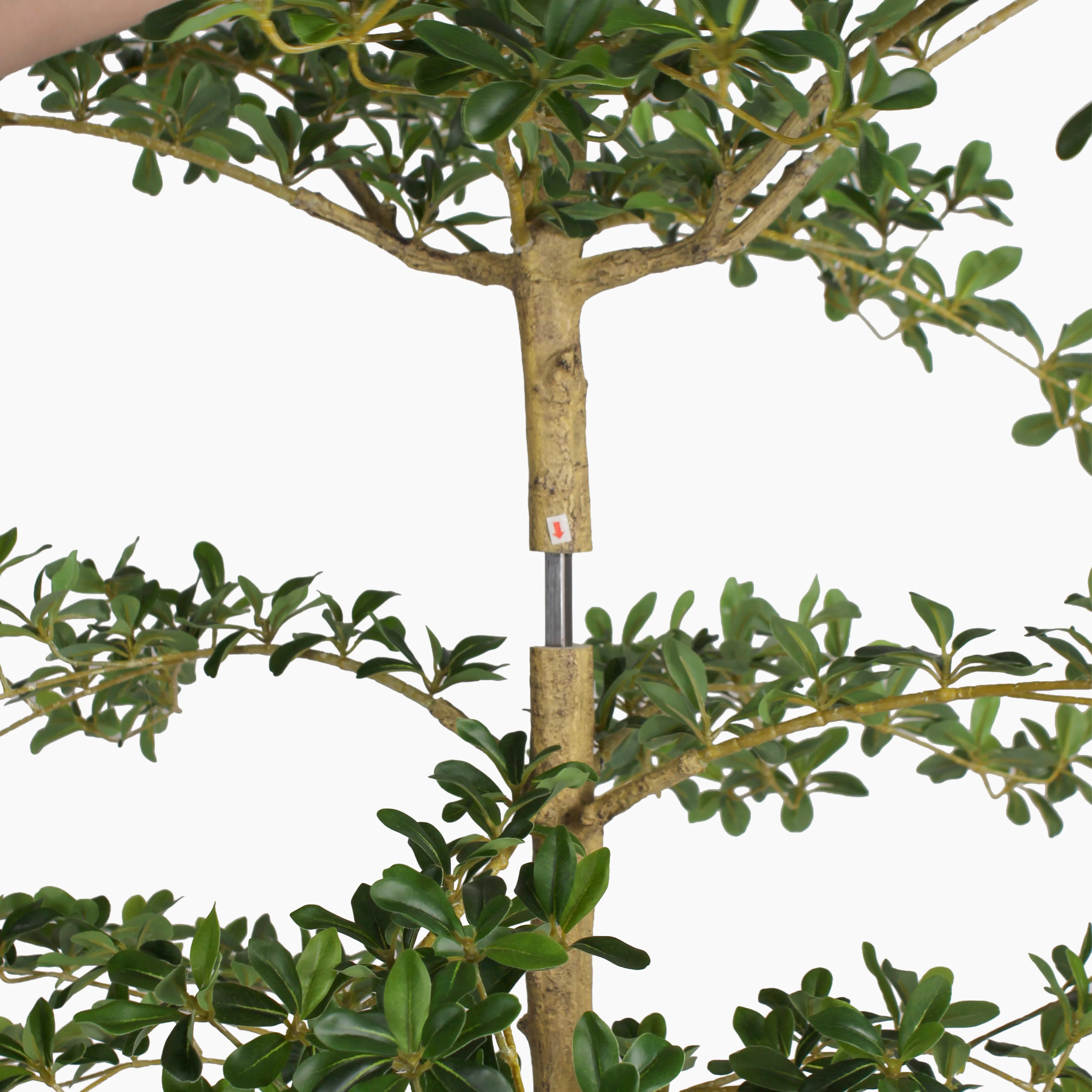 Shady lady olive tree - Image 3