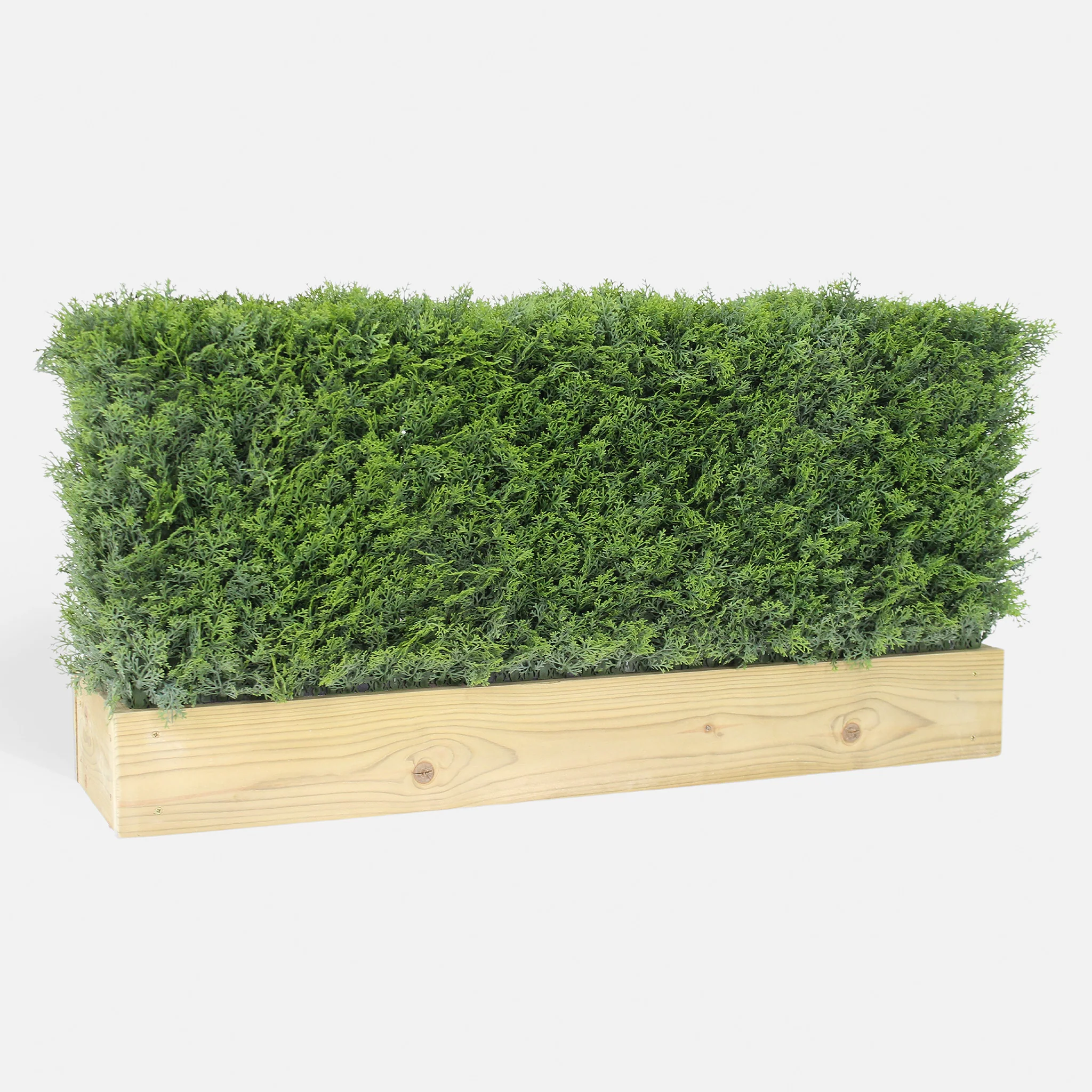 Cedar hedge - 0.6m long