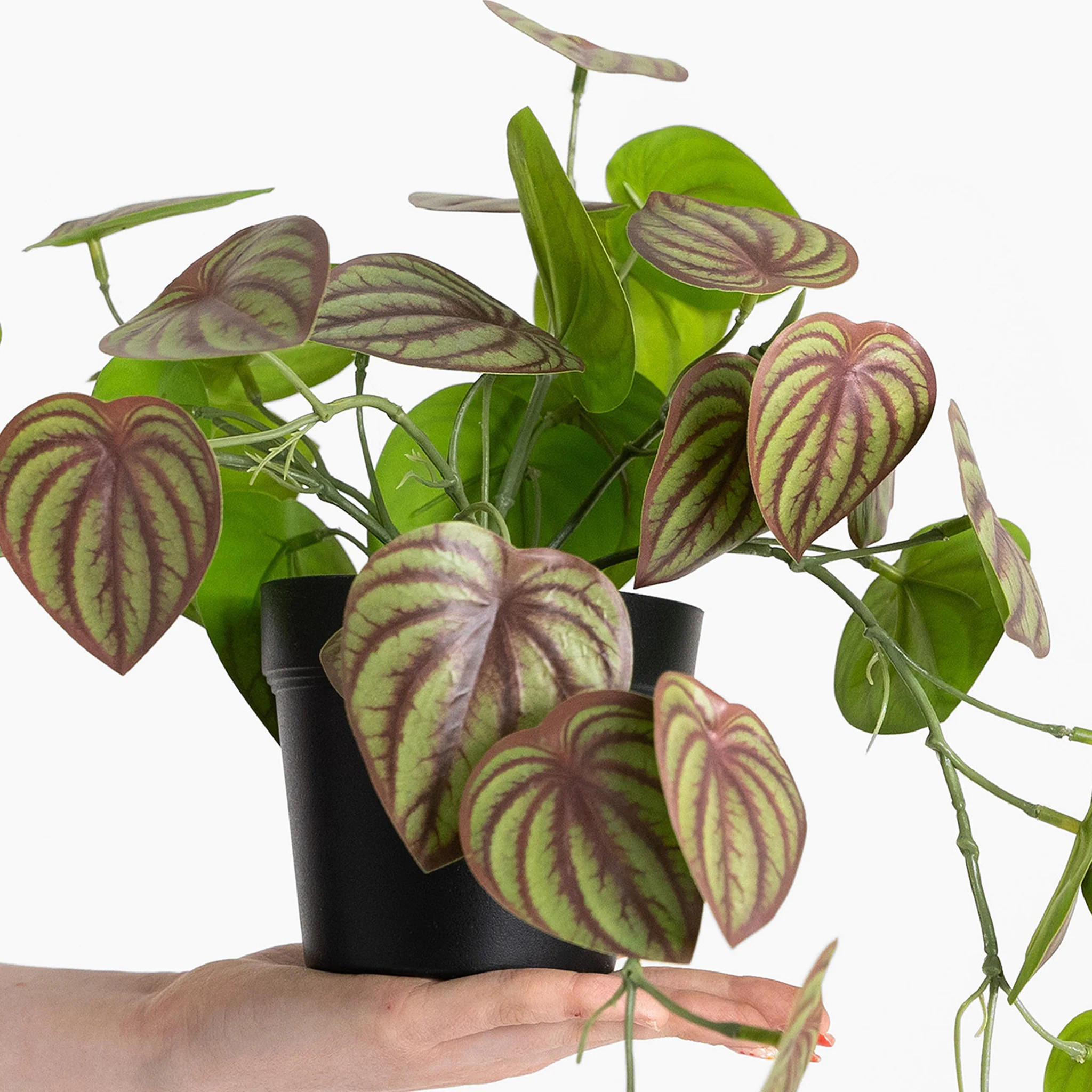Desktop plant trio - Image 4
