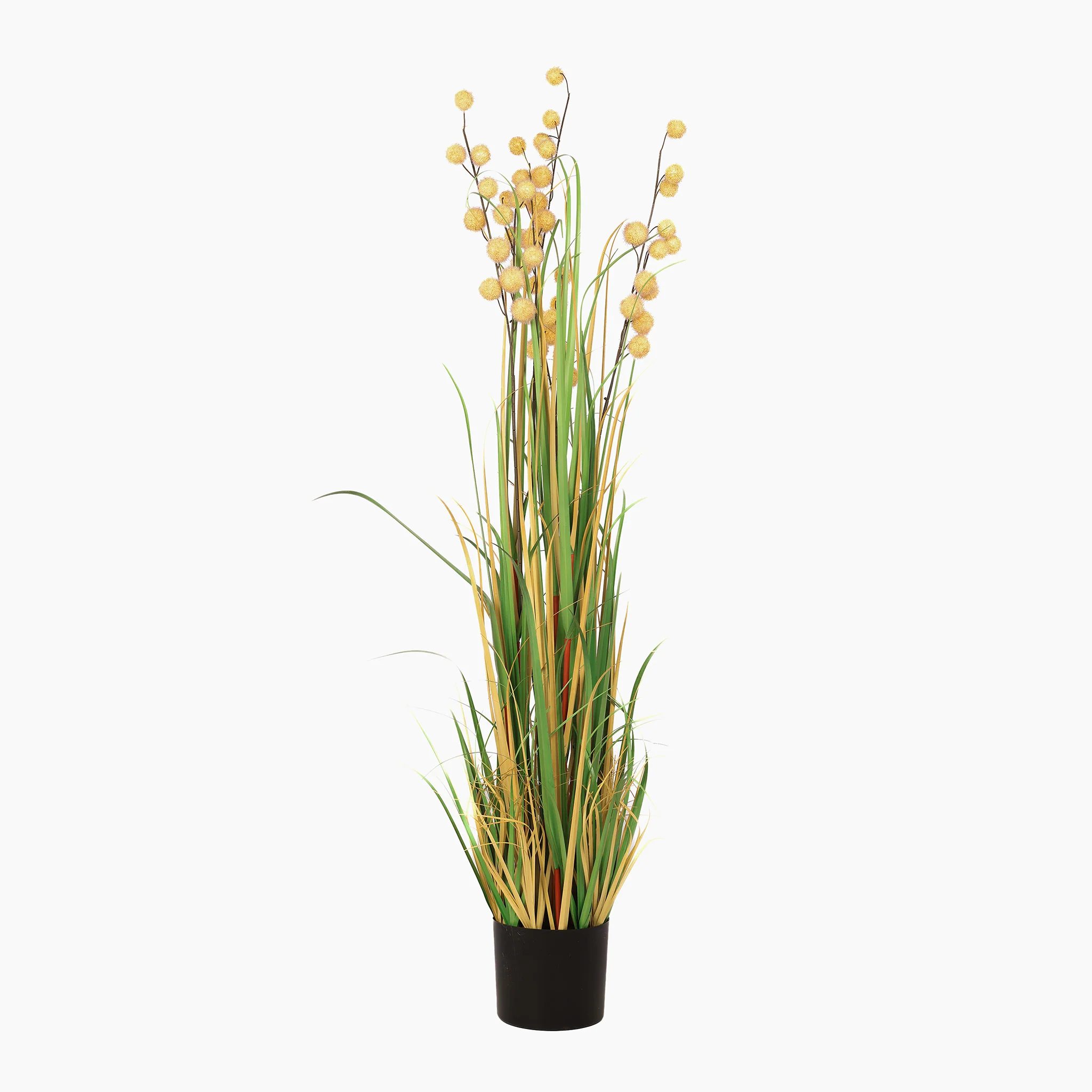 Pompom grass - Image 7