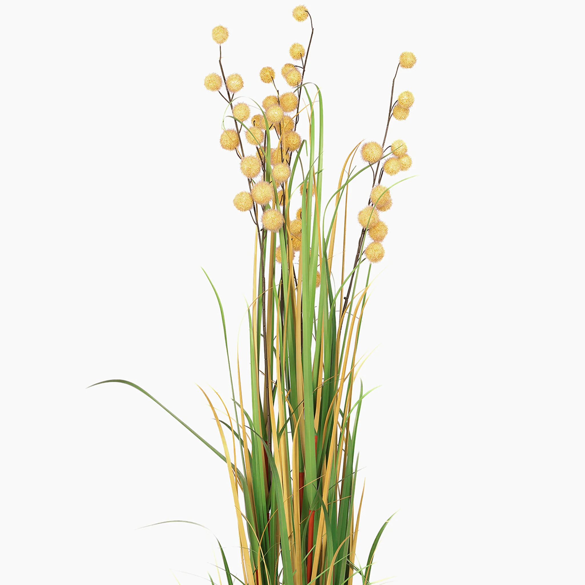 Pompom grass - Image 8