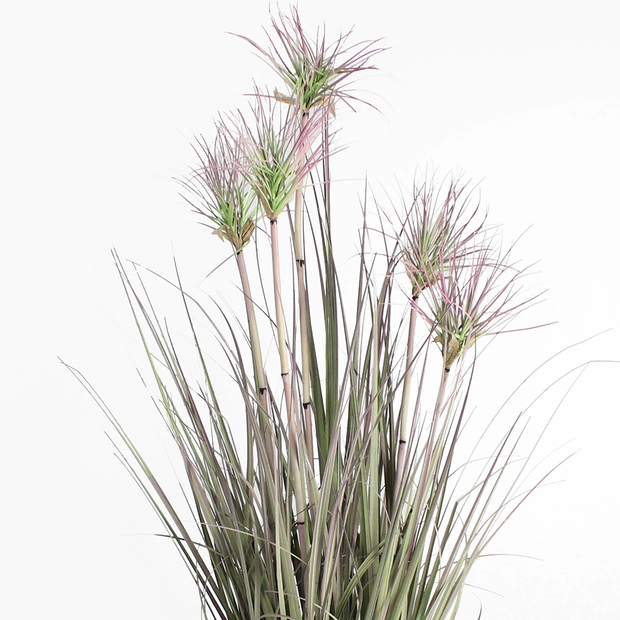 Purpura papyrus grass - Image 3