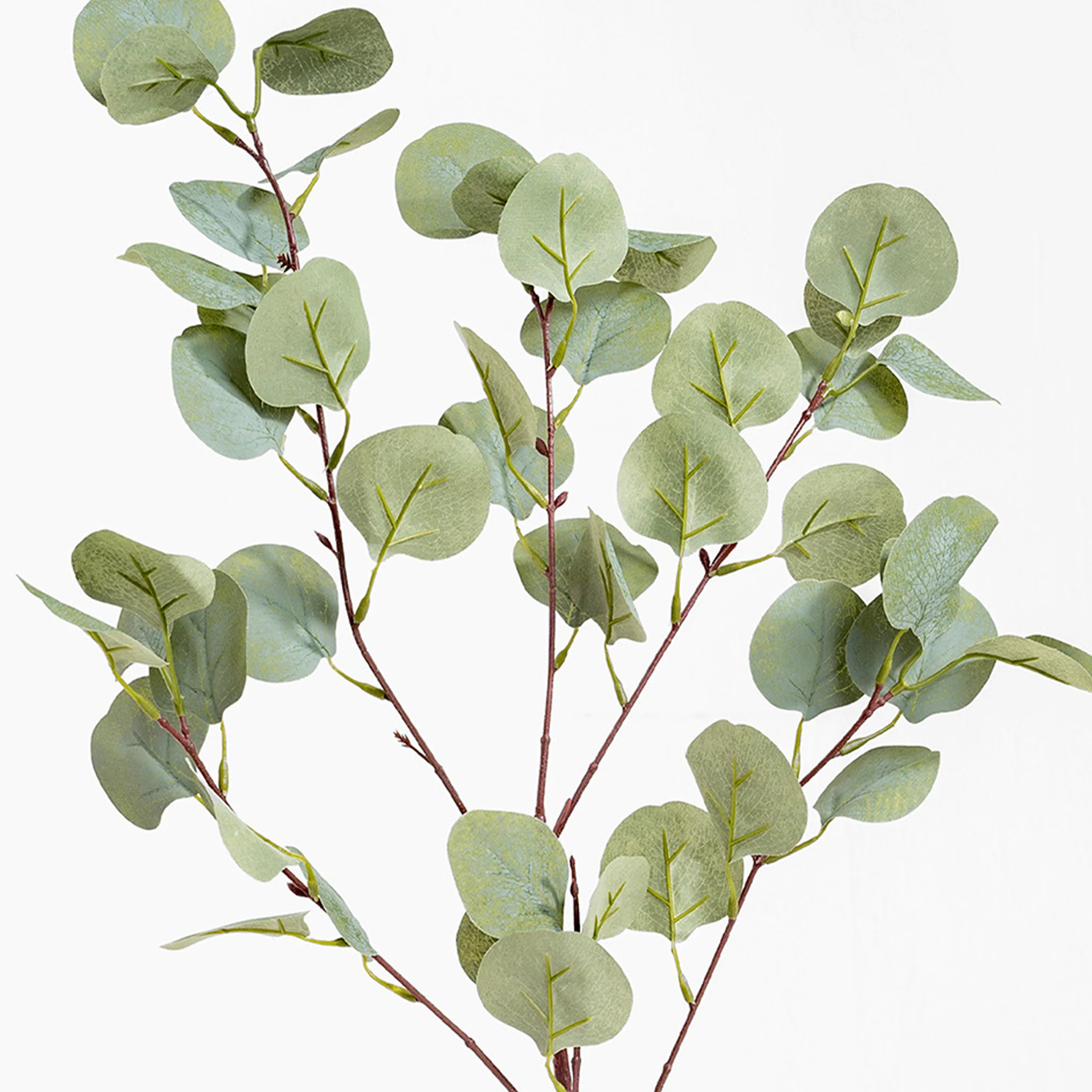 Silver dollar eucalyptus spray - Image 3