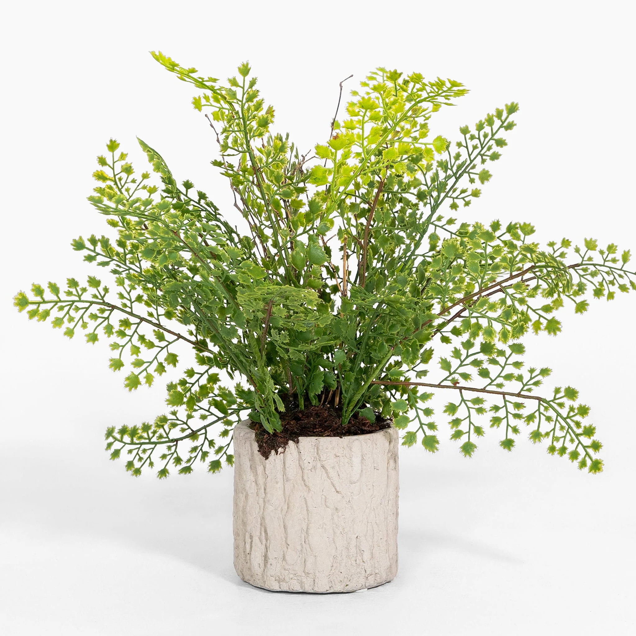 Fern friends - Image 4