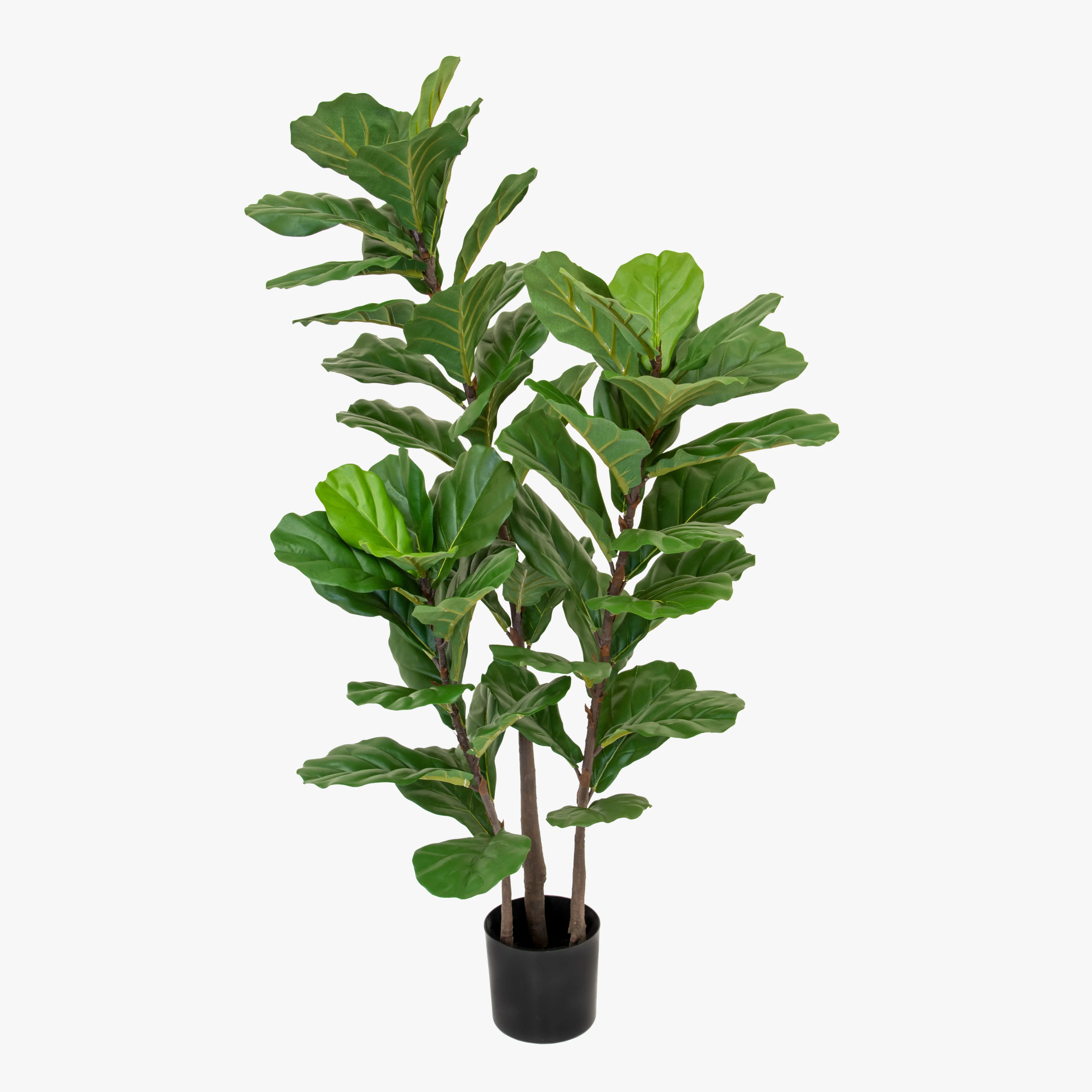 Banjo fig tree - Image 3