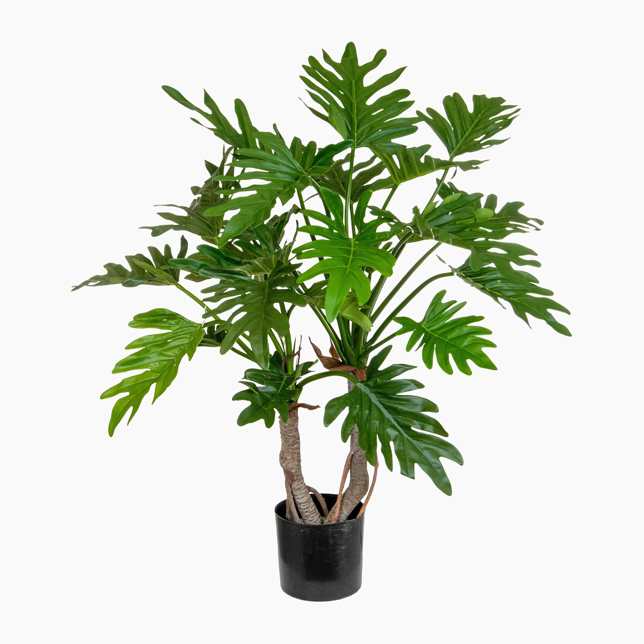 Philodendron - Image 3
