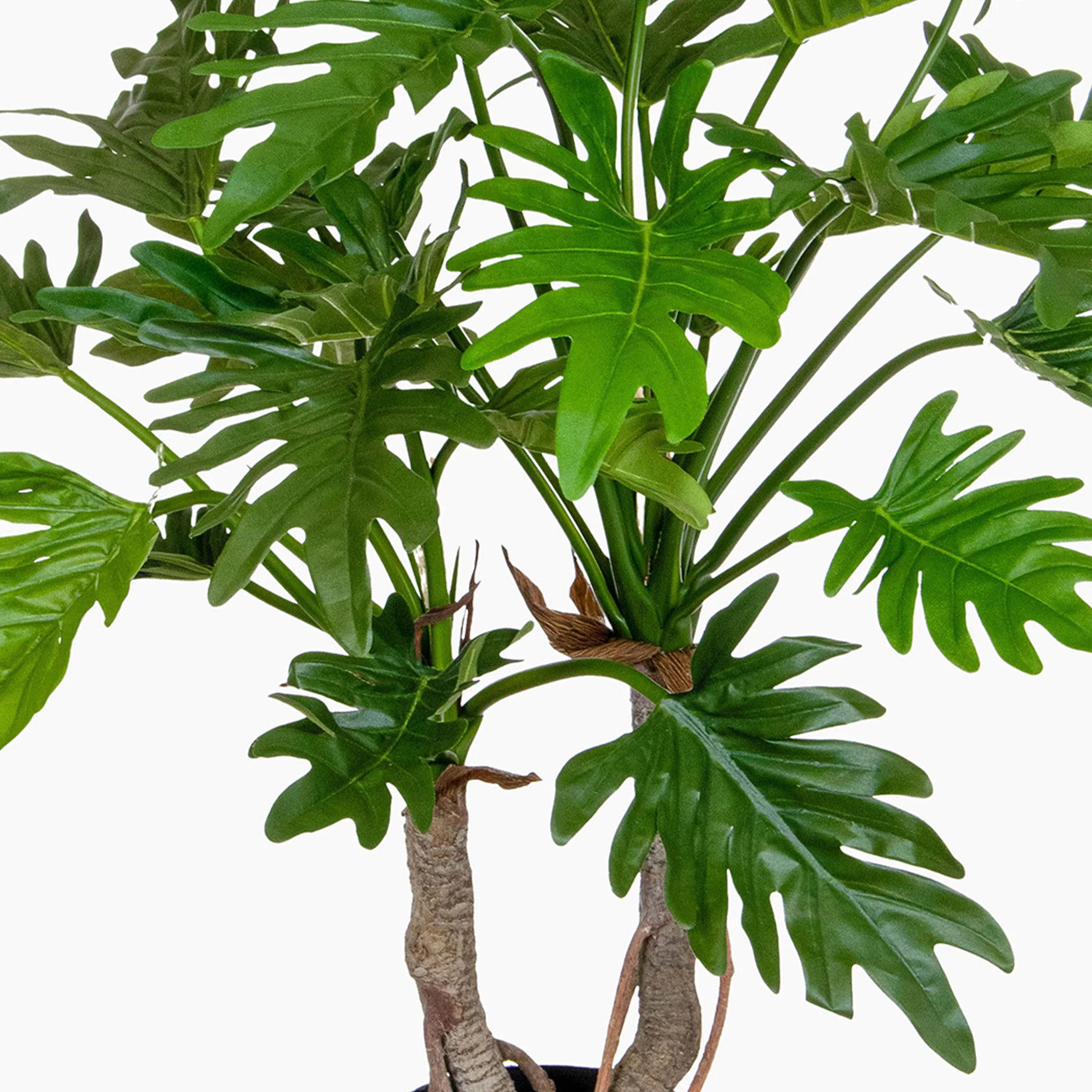 Philodendron - Image 4
