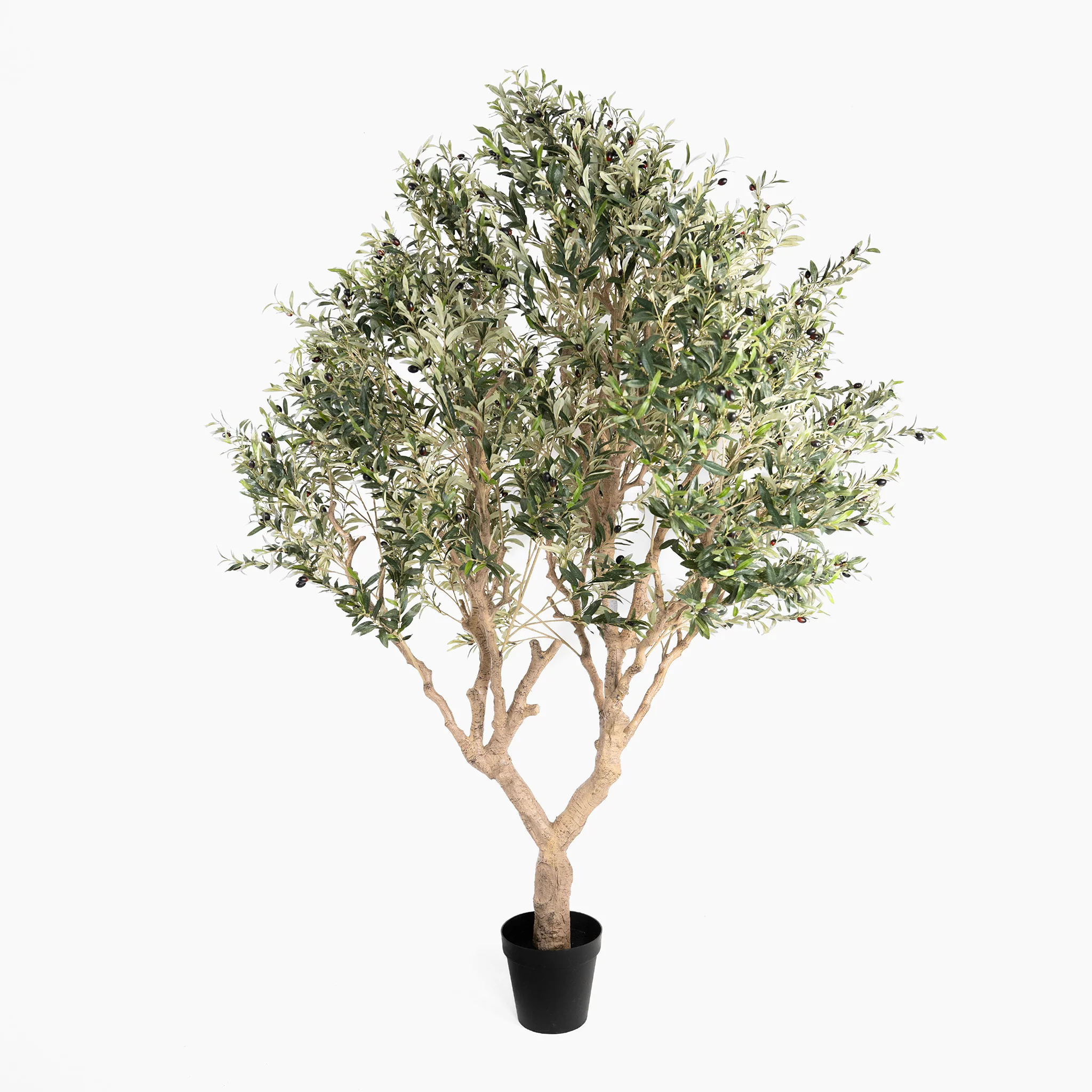 Giant olive tree - Image 4