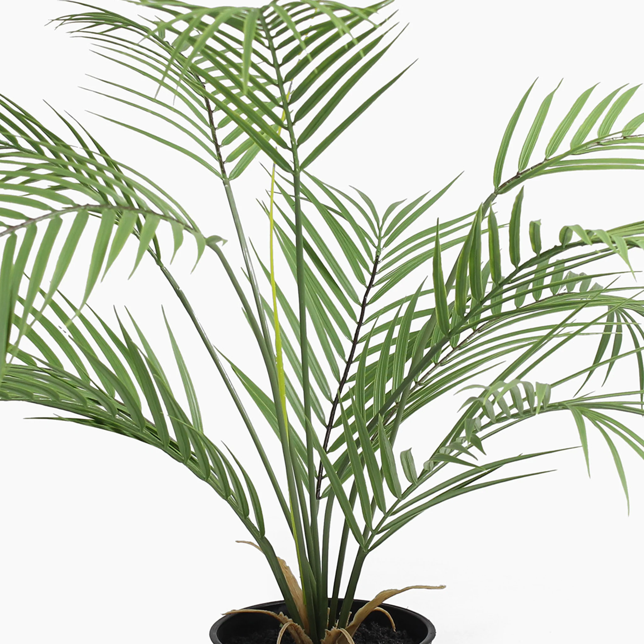 Small palm - Image 3