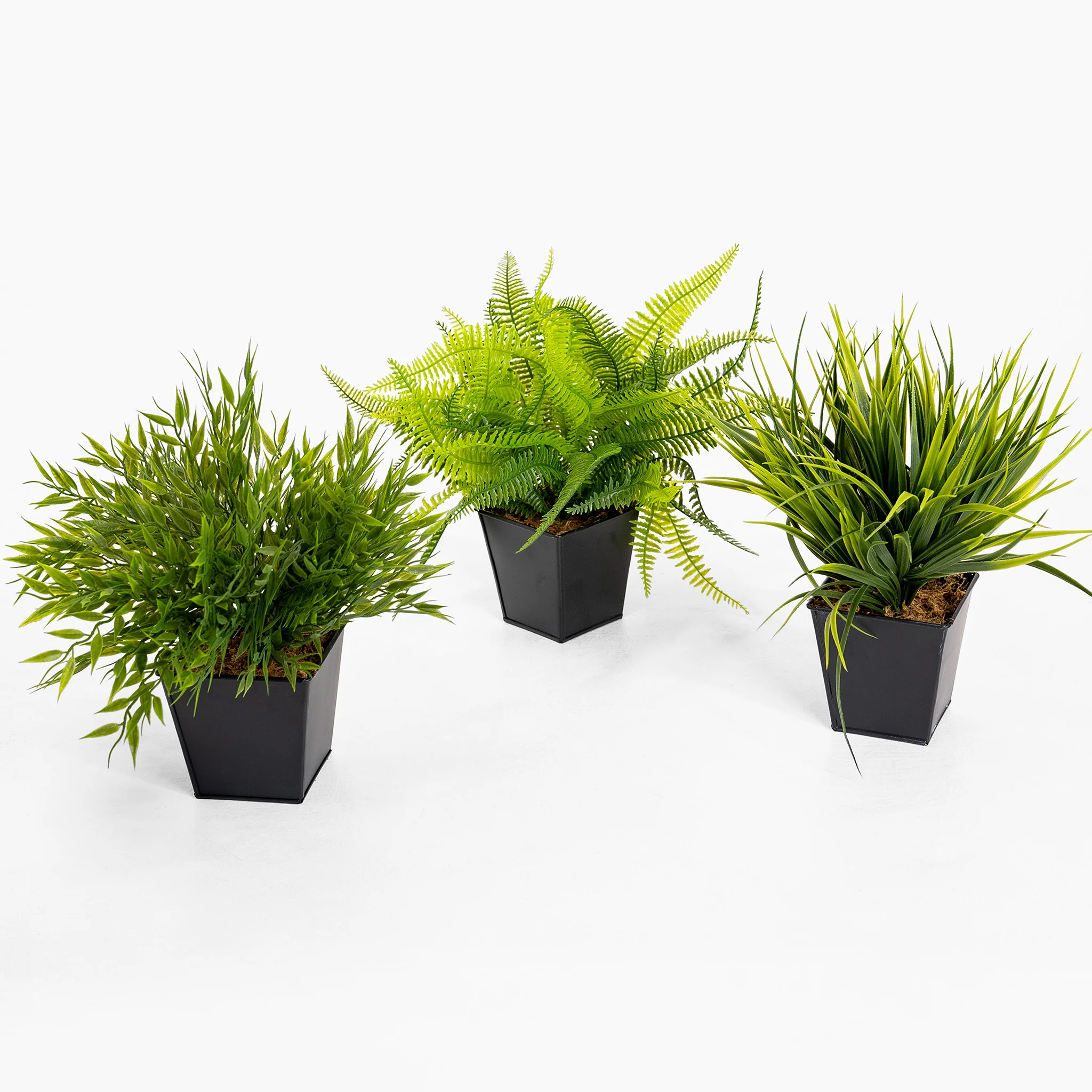 Plants for desktops